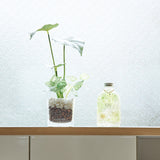 ハーバリウム バースカラー 誕生石